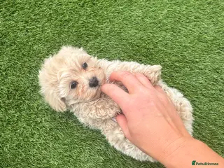 Maltipoo dogs Beautiful cream Asian Maltipoo beautiful small 💙 - Advert 3