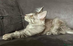 Maine Coon cats for sale: GCCF Black Smoke Maine Coon Kitten.  - Image 15