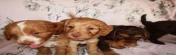 Cockapoo dogs for sale: Beautiful cocker poo puppies available  in Havercroft - Advert 6