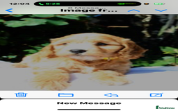 Cockapoo dogs for sale: Cockapoo puppies F1B - Image 14
