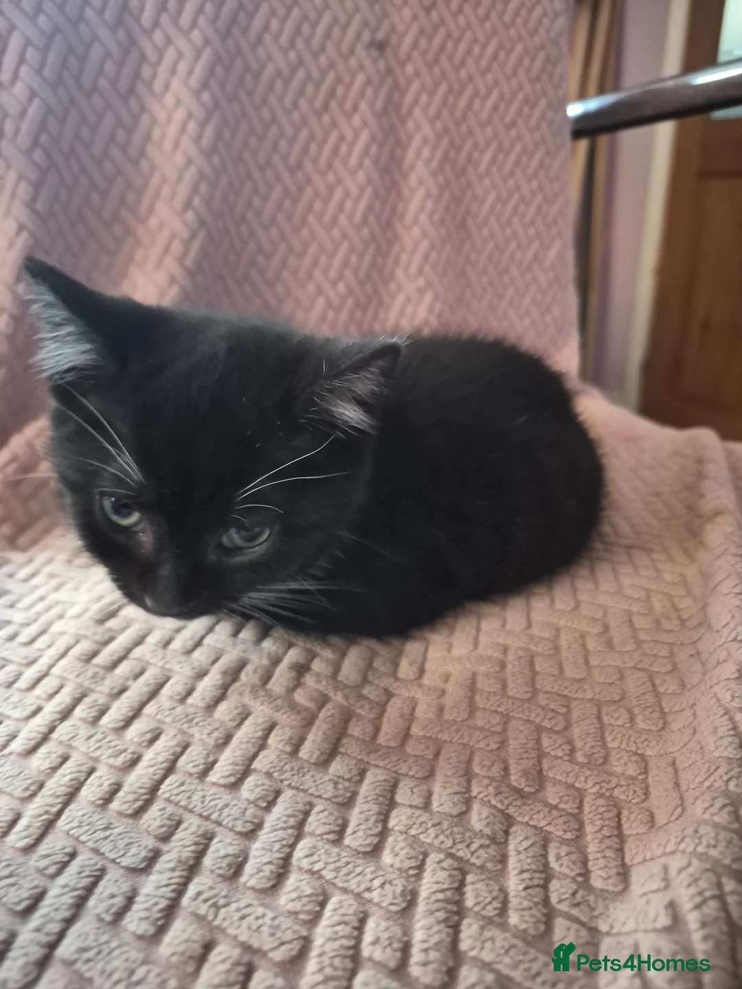 Mixed Breed cats for sale: Kitten for sale  - Advert 4