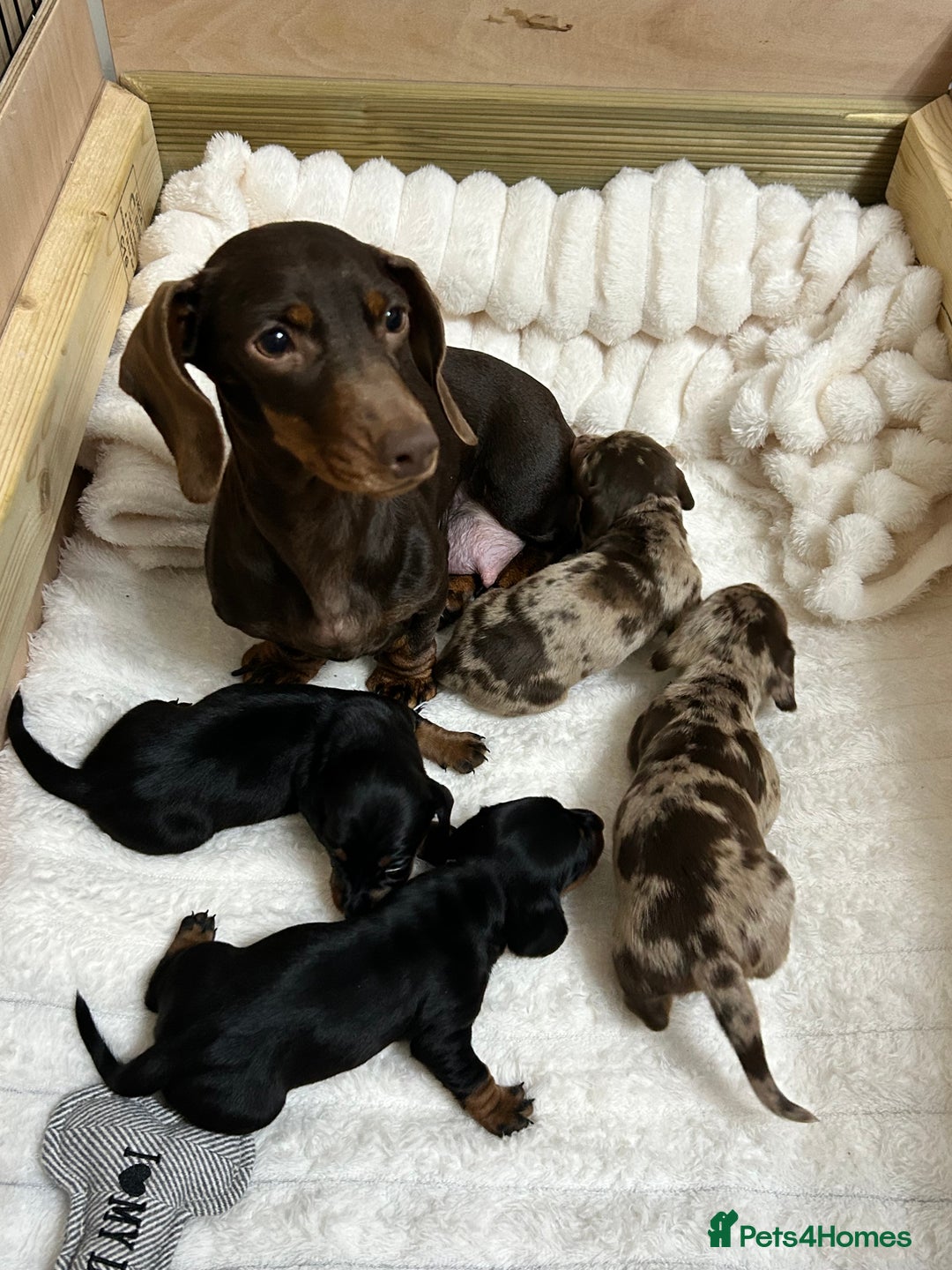 Miniature Dachshund dogs for sale: Miniature Dachshunds Ready 6th Feb  - Advert 12
