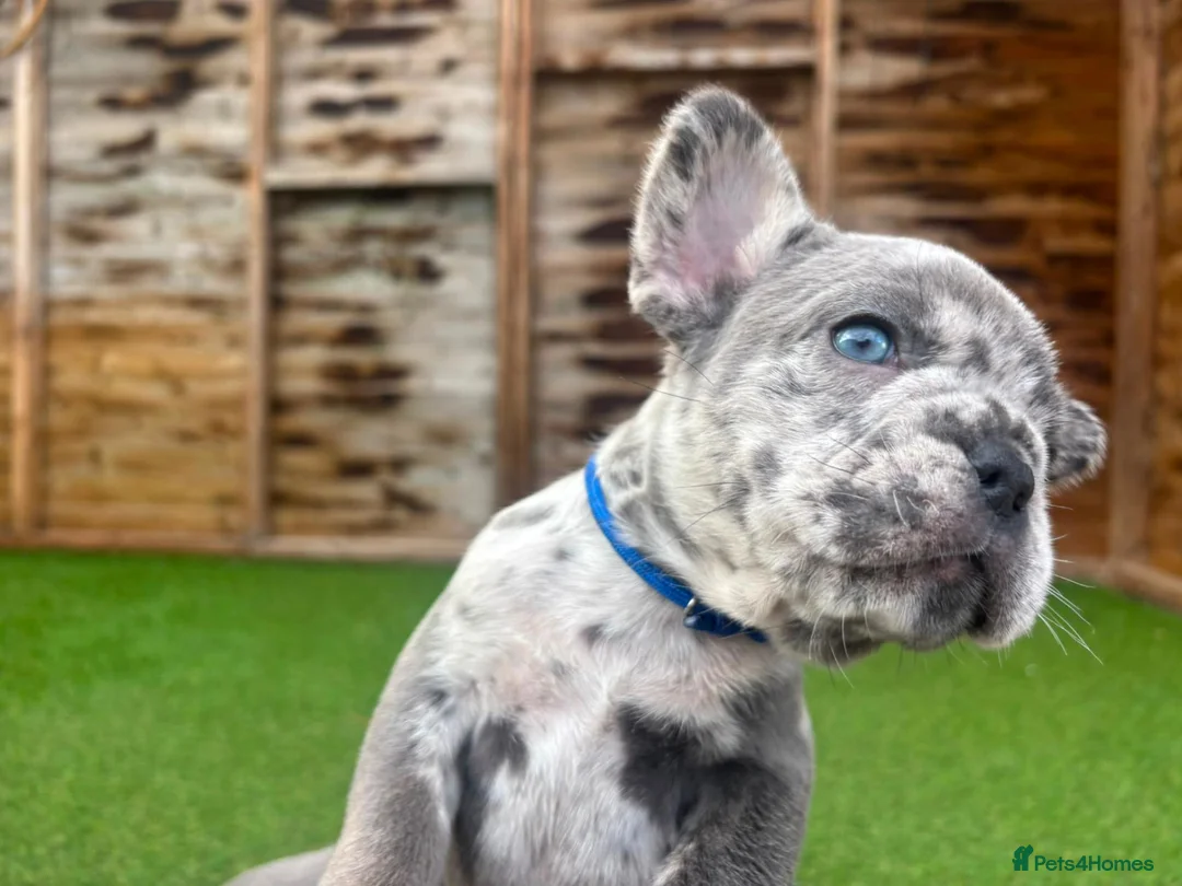 French Bulldog dogs for sale: French bulldog  - Advert 2