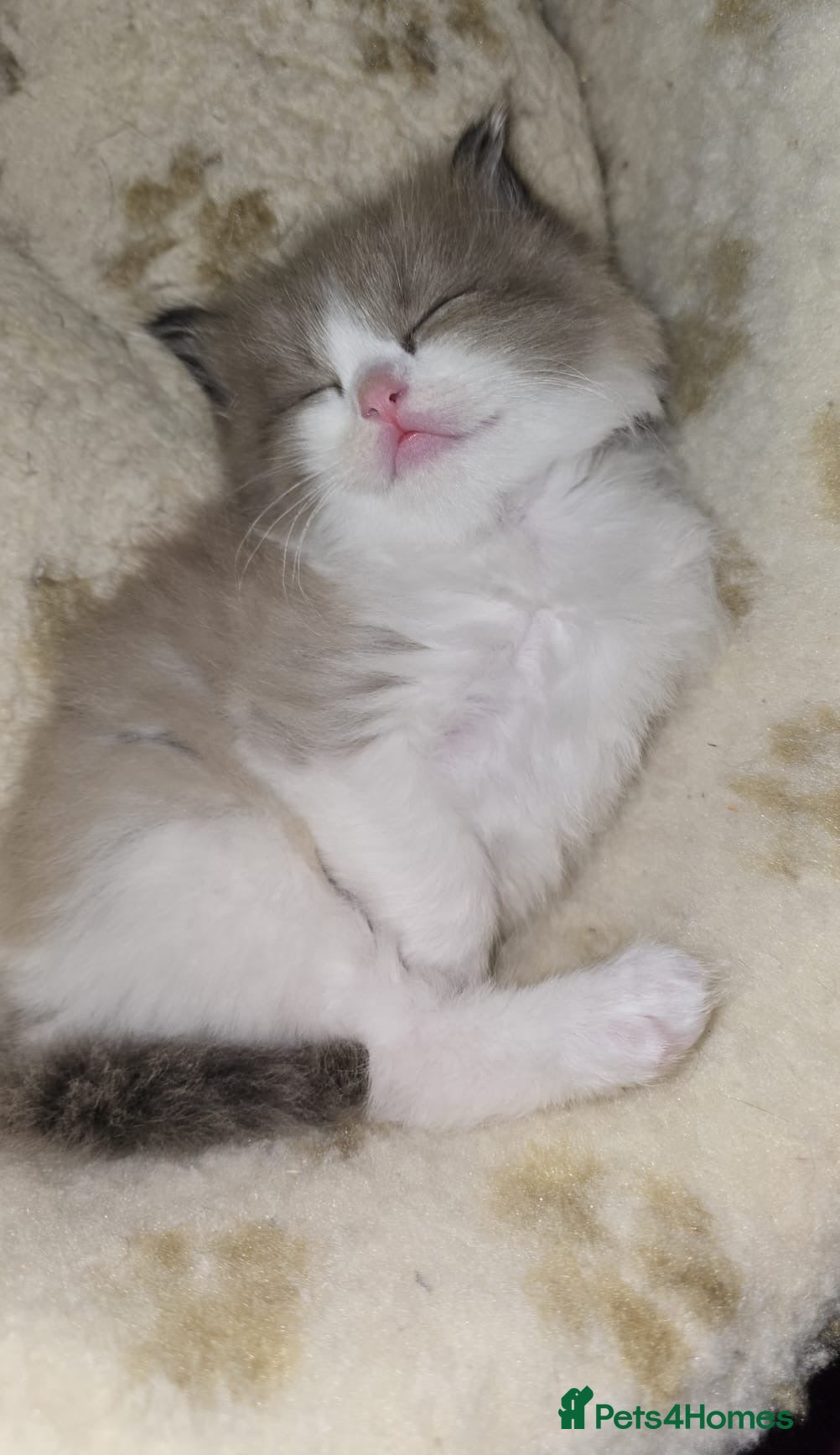 Ragdoll cats CollieKiss Ragdolls – Beautiful TICA Registered - Advert 2