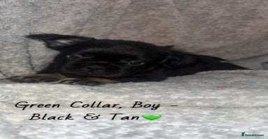 French Bulldog dogs - Advert 3