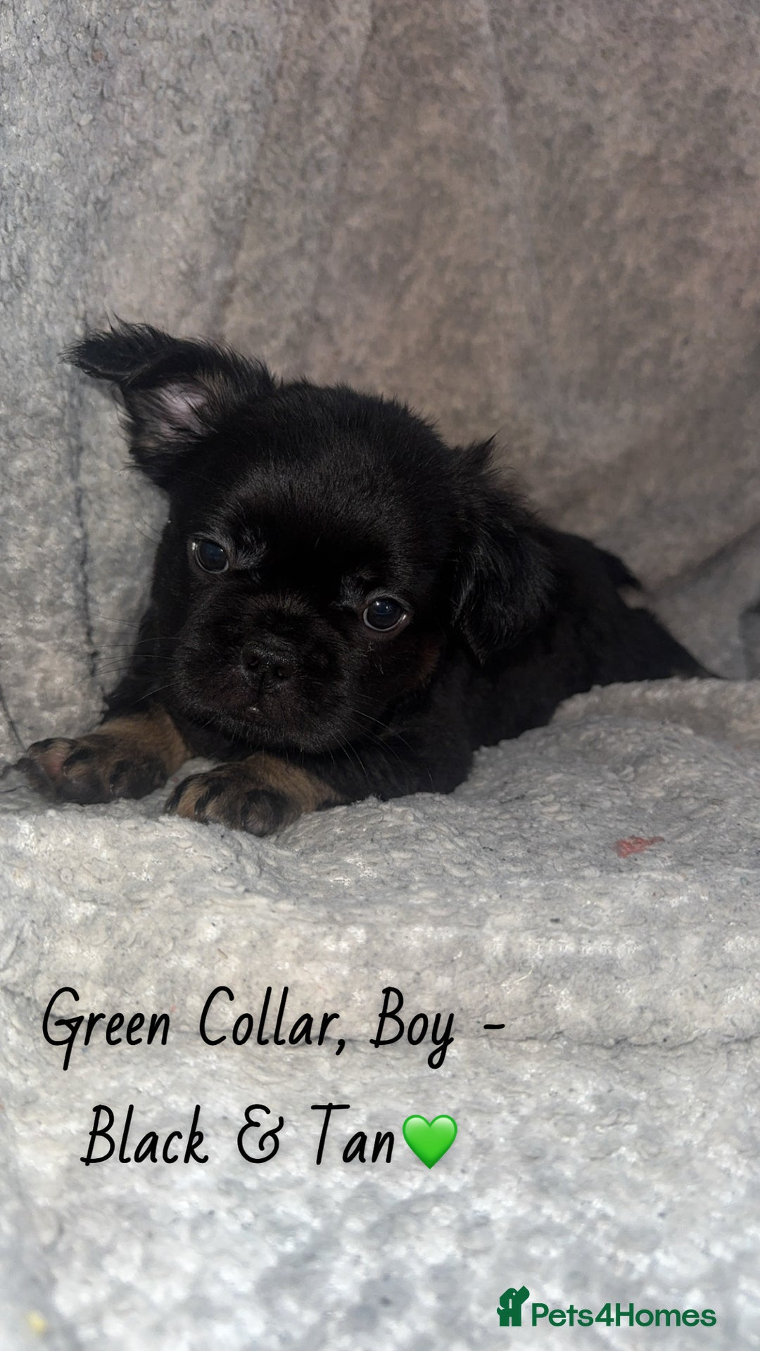 French Bulldog dogs for sale: Visual Fluffy French Bulldogs - Image 2