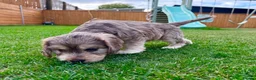 Mixed Breed dogs for sale: Beautiful Schnoodle Babies 🐾🐾🐾 - Advert 14