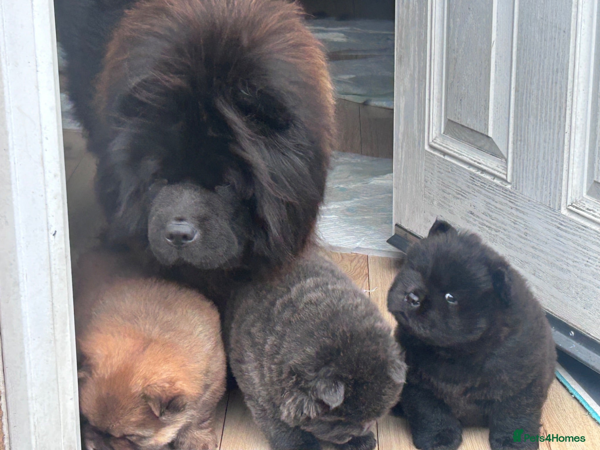 Chow Chow dogs KC REGISTERED CHOW CHOW  - Advert 12