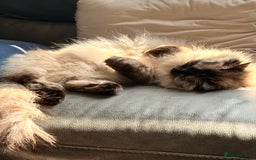 Ragdoll cats for sale: Ragdoll female  - Image 2