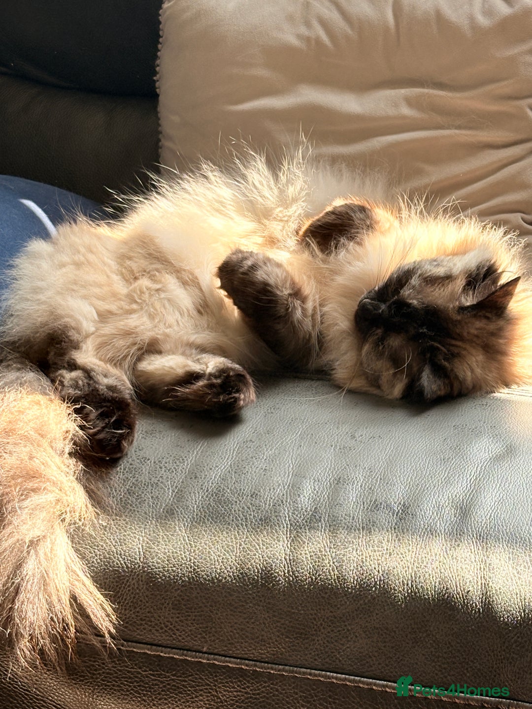 Ragdoll cats for sale: Ragdoll female  - Image 2