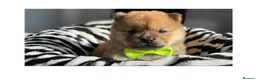 Chow Chow dogs for sale: Chow chow pups 1 red boy left  - Advert 4