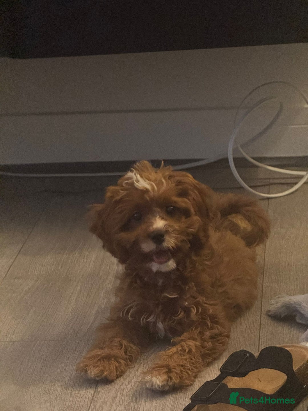 Cavapoo dogs for sale: Beautiful female cava poo - Image 5