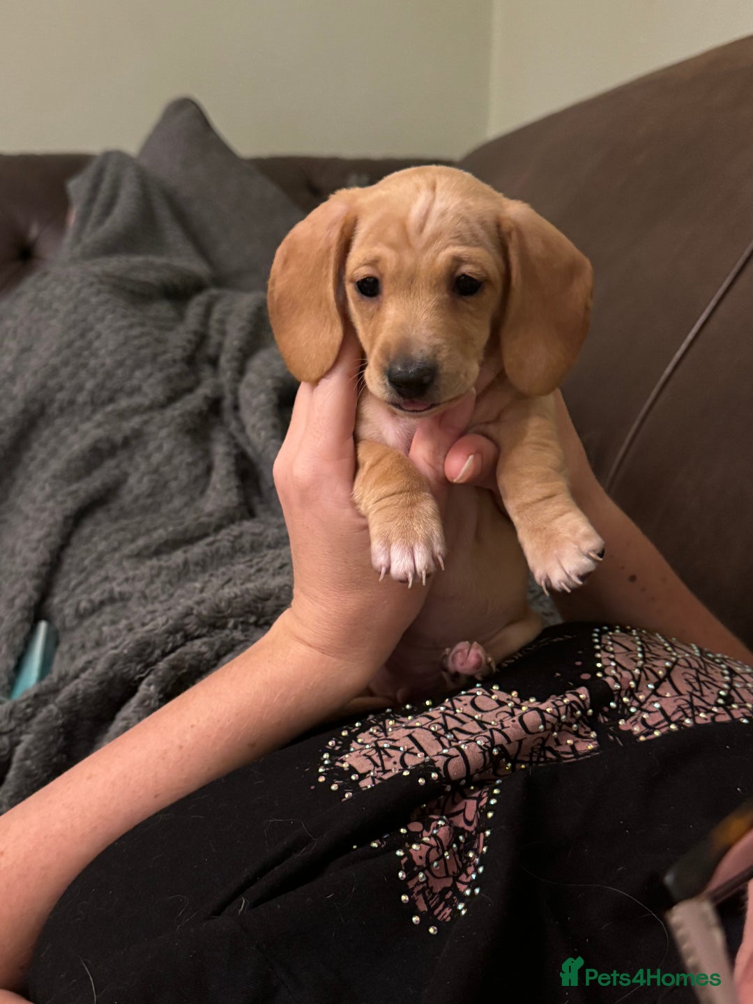 Miniature Dachshund dogs for sale: Miniature dachshund puppies ready 10/08/25 - Image 15