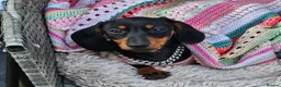 Miniature Dachshund dogs for sale: Little Man - Advert 9