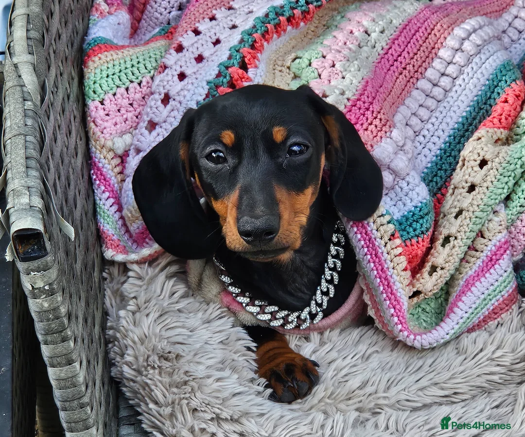 Miniature Dachshund dogs for sale: Little Man - Advert 9