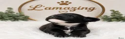 Cockapoo dogs for sale: 5* rated licensed vet approved F2b Toy Mini pups - Advert 8