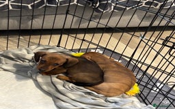 Dachshund dogs for sale: LAST 2 READY NOW Dachshund Puppies (1F, 1M) - Image 3