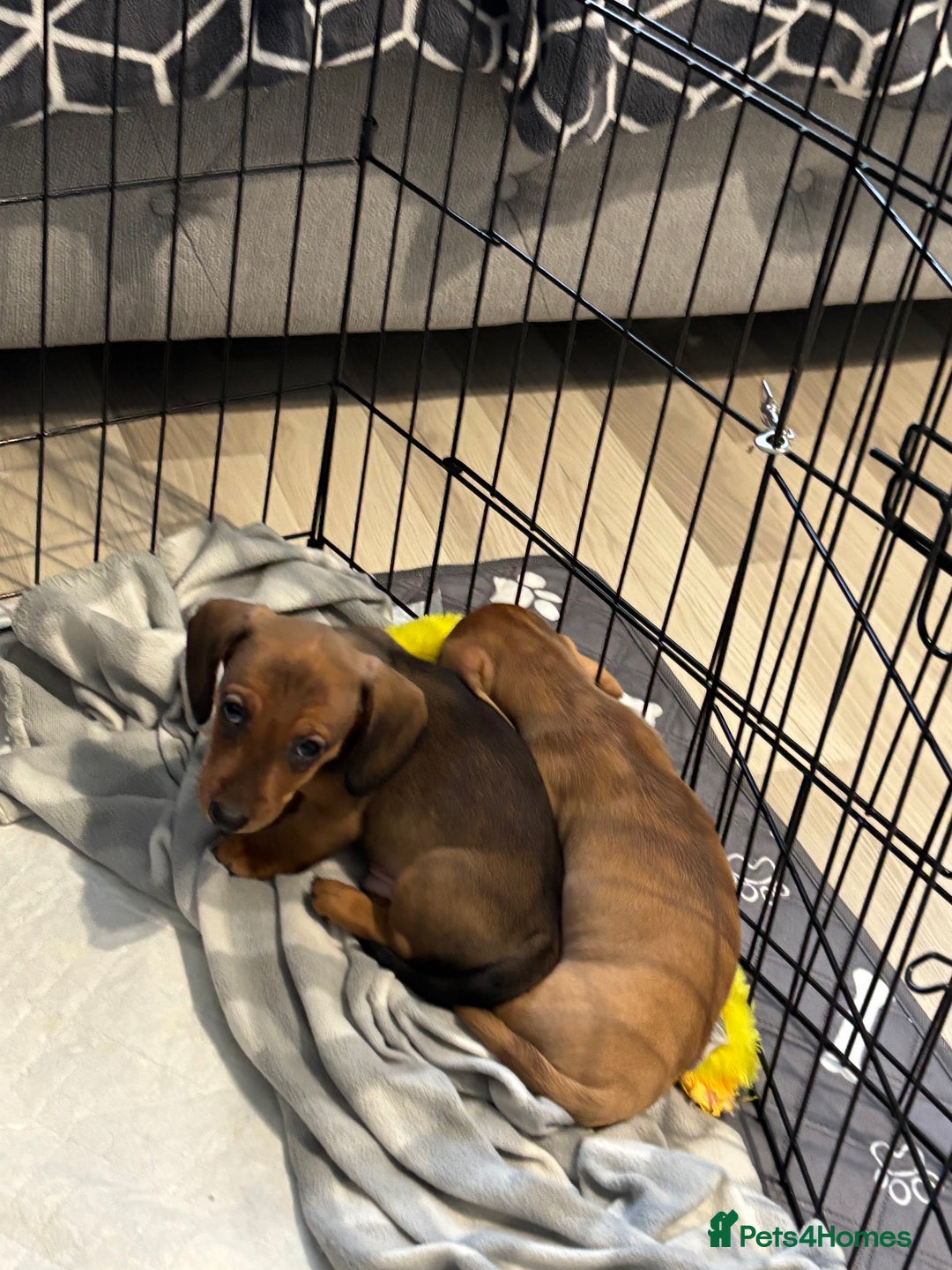 Dachshund dogs for sale: LAST 2 READY NOW Dachshund Puppies (1F, 1M) - Image 3