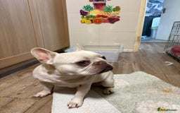 French Bulldog dogs for sale: Purebred French Bulldog – 2 Years Old (Female) - Image 4
