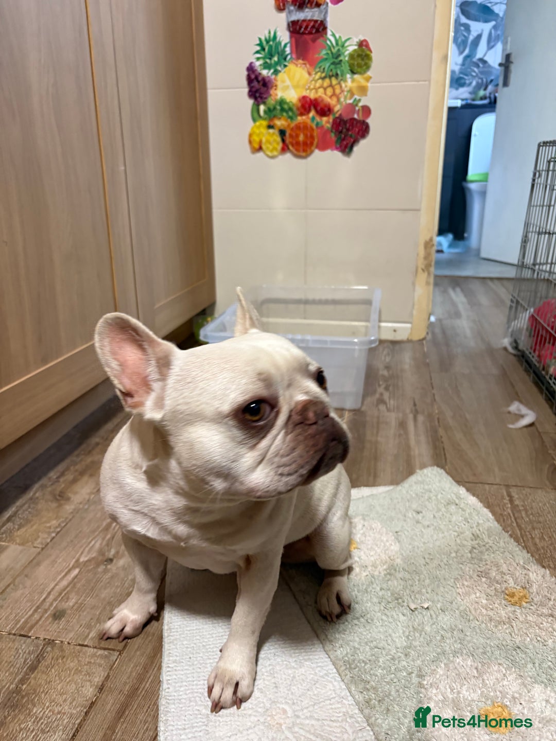 French Bulldog dogs for sale: Purebred French Bulldog – 2 Years Old (Female) - Image 4