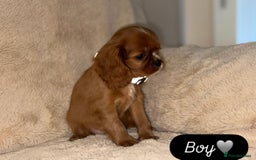 Cavalier King Charles Spaniel dogs for sale: King Charles Cavalier Puppies  - Image 7