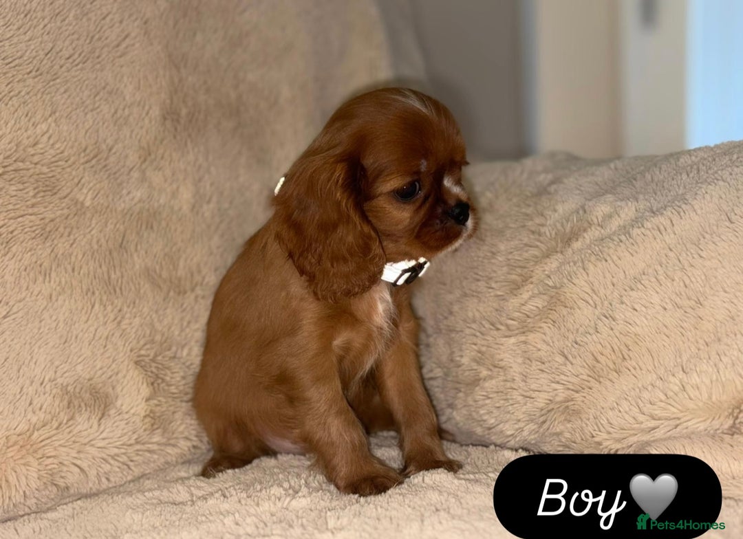 Cavalier King Charles Spaniel dogs for sale: King Charles Cavalier Puppies  - Image 7