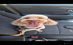 Cockapoo dogs for sale: Miniature cockapoo  - Image 1