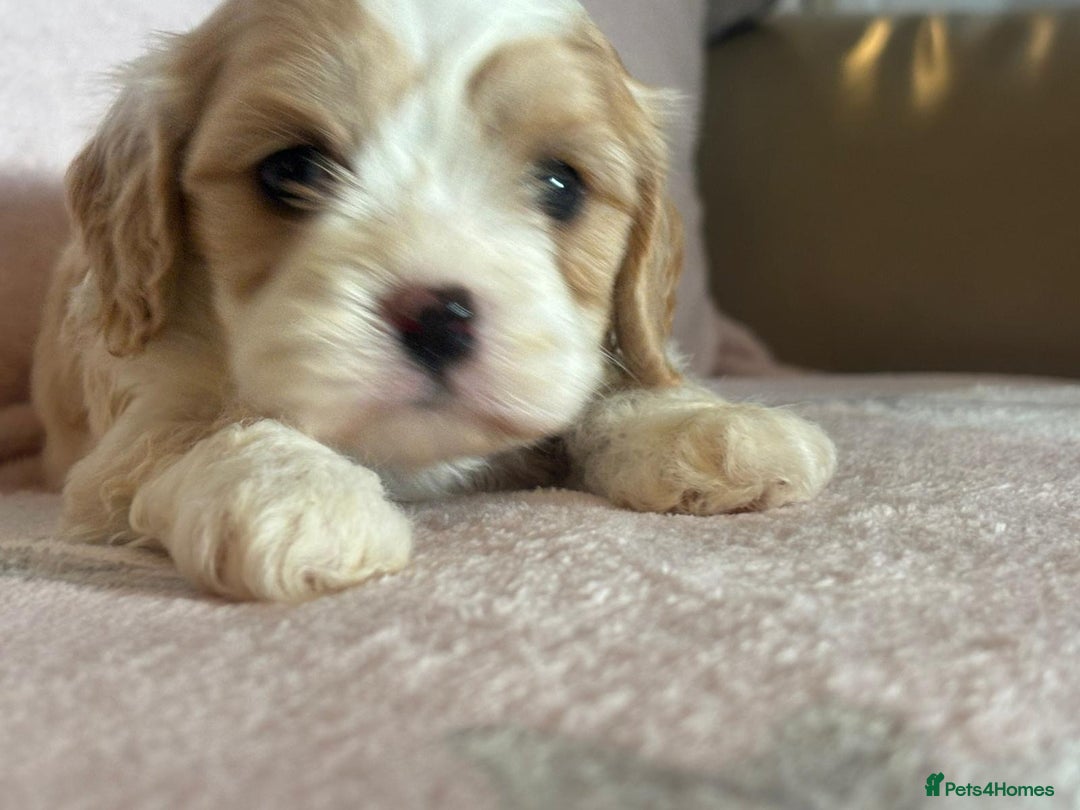 Cavapoo dogs for sale: Stunning Cavapoo puppies from family home  - Advert 28