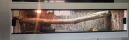 Bearded Dragon reptiles for sale: Bearded dragon with full setup  - Advert 4