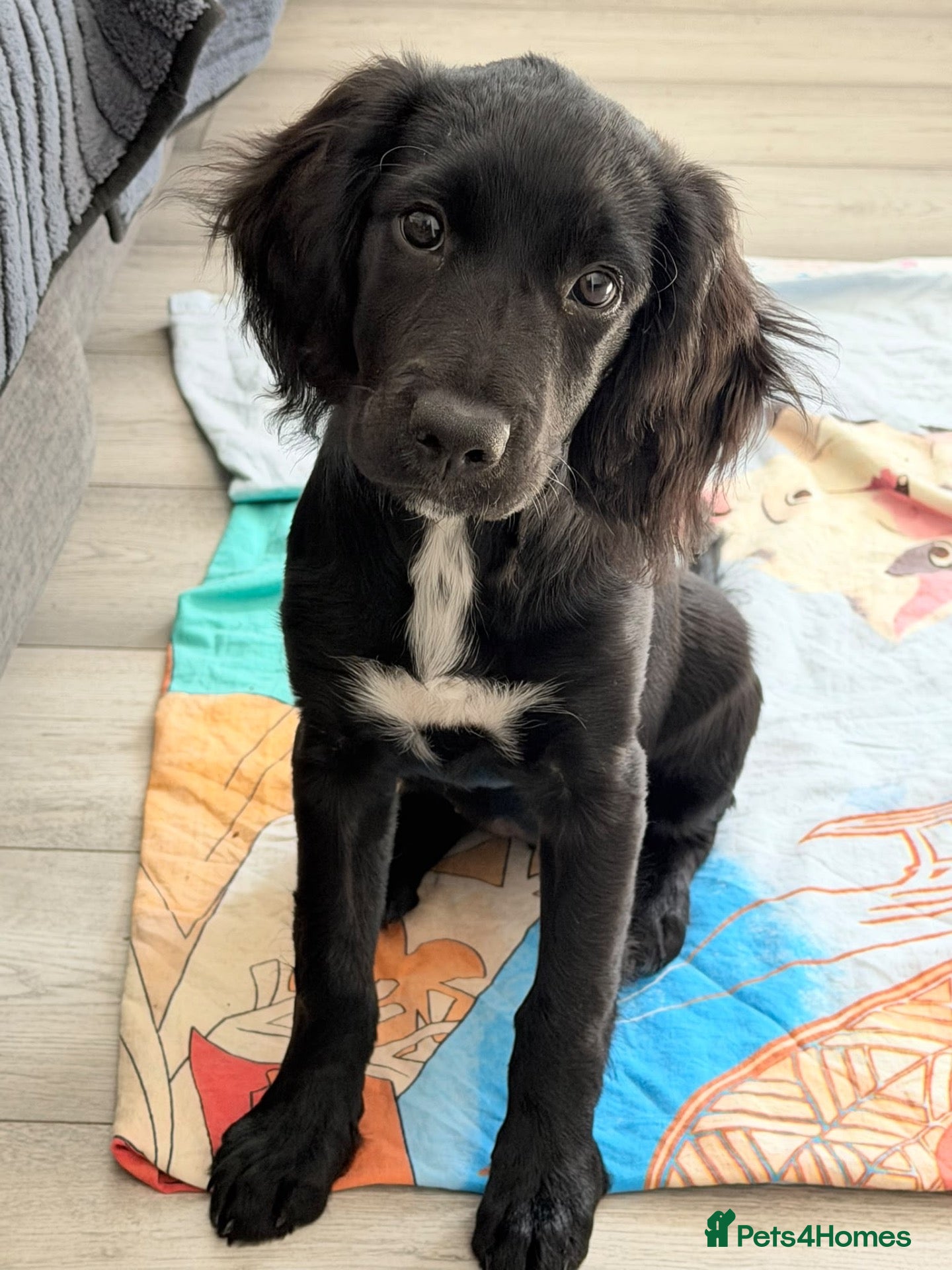 Mixed Breed dogs Puppy  - Advert 2