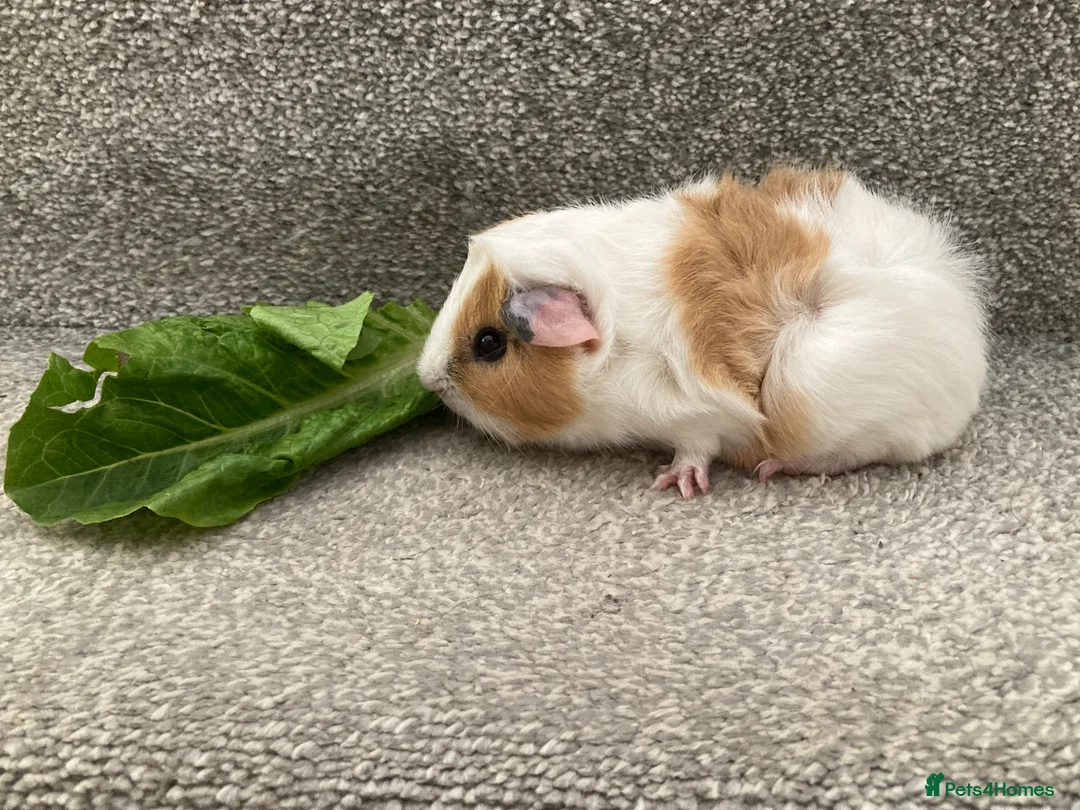 Guinea Pig rodents for sale: Lovely Baby Boars - Advert 3