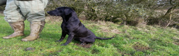 Labrador Retriever dogs for sale: Kc reg Labrador pups  - Advert 3