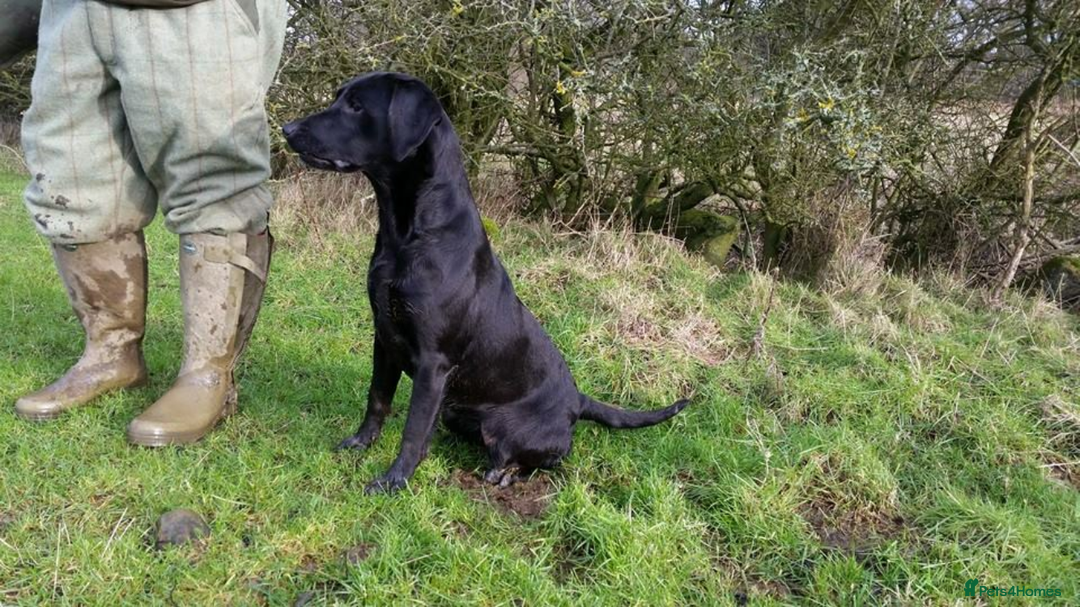 Labrador Retriever dogs for sale: Kc reg Labrador pups  - Advert 3