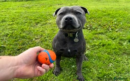 Staffordshire Bull Terrier dogs for stud: KC Reg Staffy Adorable Stud - Image 9