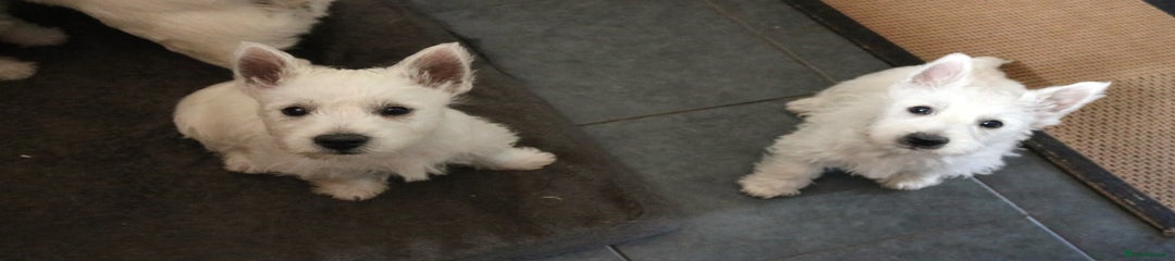 West Highland Terrier Puppy 3