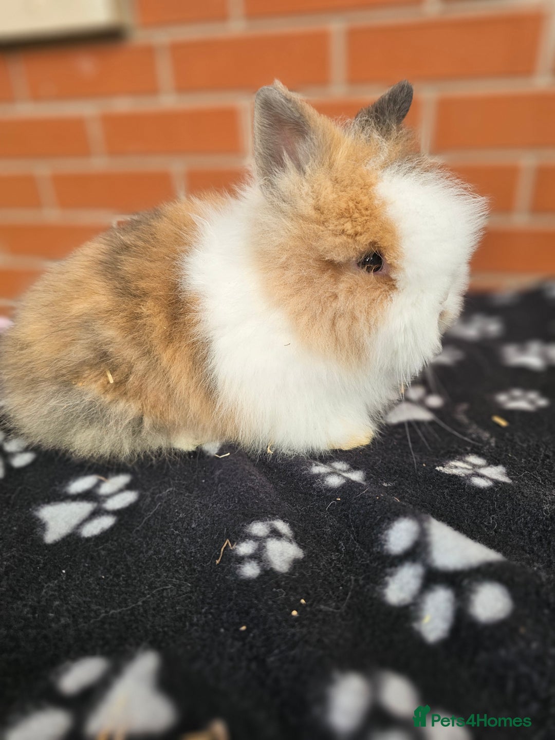 Lionhead rabbits for sale: Double Maned Lionhead  - Image 2
