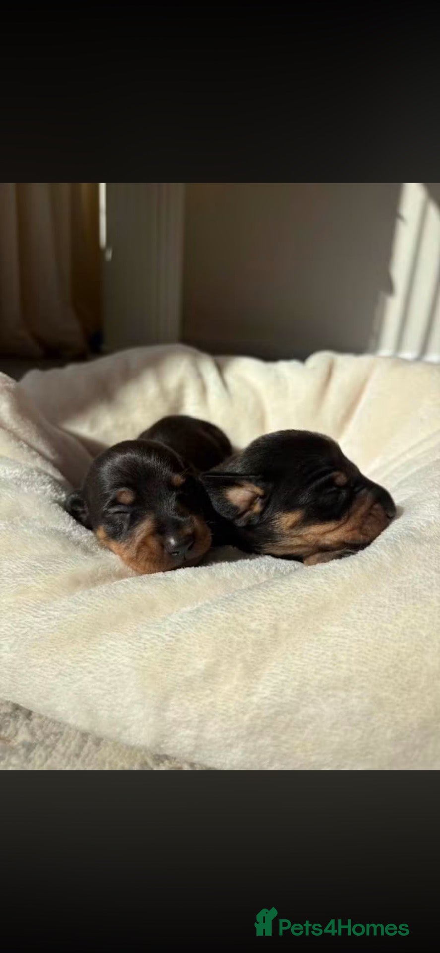 Miniature Dachshund dogs Chocolate/isabella miniature dachshund  - Advert 2