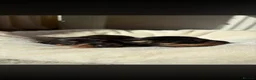 Miniature Dachshund dogs for stud: Chocolate/isabella miniature dachshund  - Advert 15