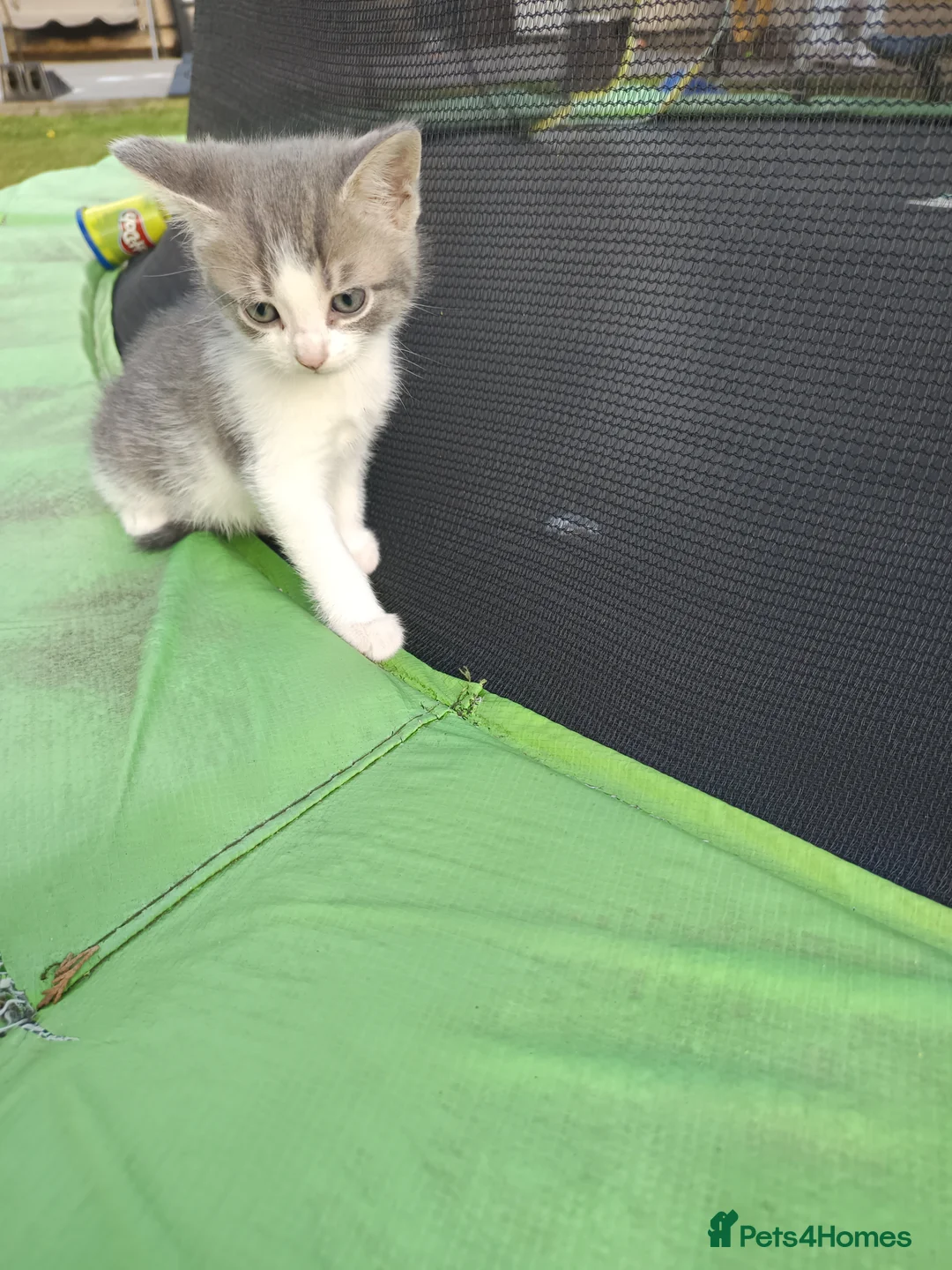 Mixed Breed cats for sale: Ready for a new owner. - Advert 2