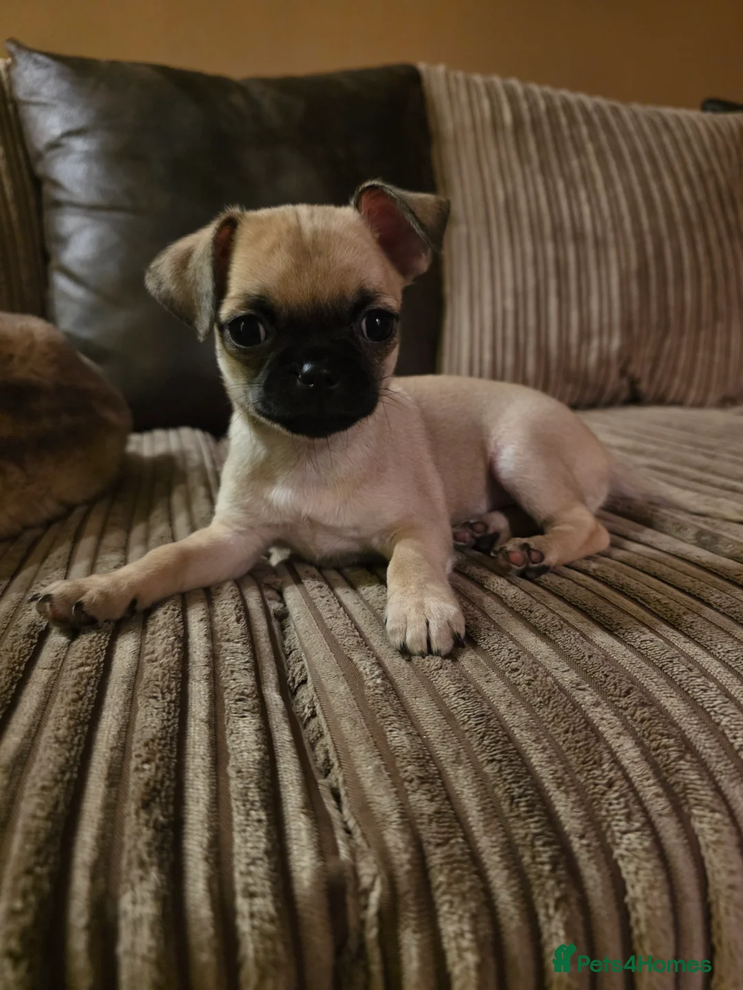 Chihuahua dogs for sale: 4 Gorgeous Chihuaha Puppies for sale - Advert 6