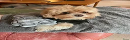 Maltipoo dogs for stud: Stud  - Advert 13