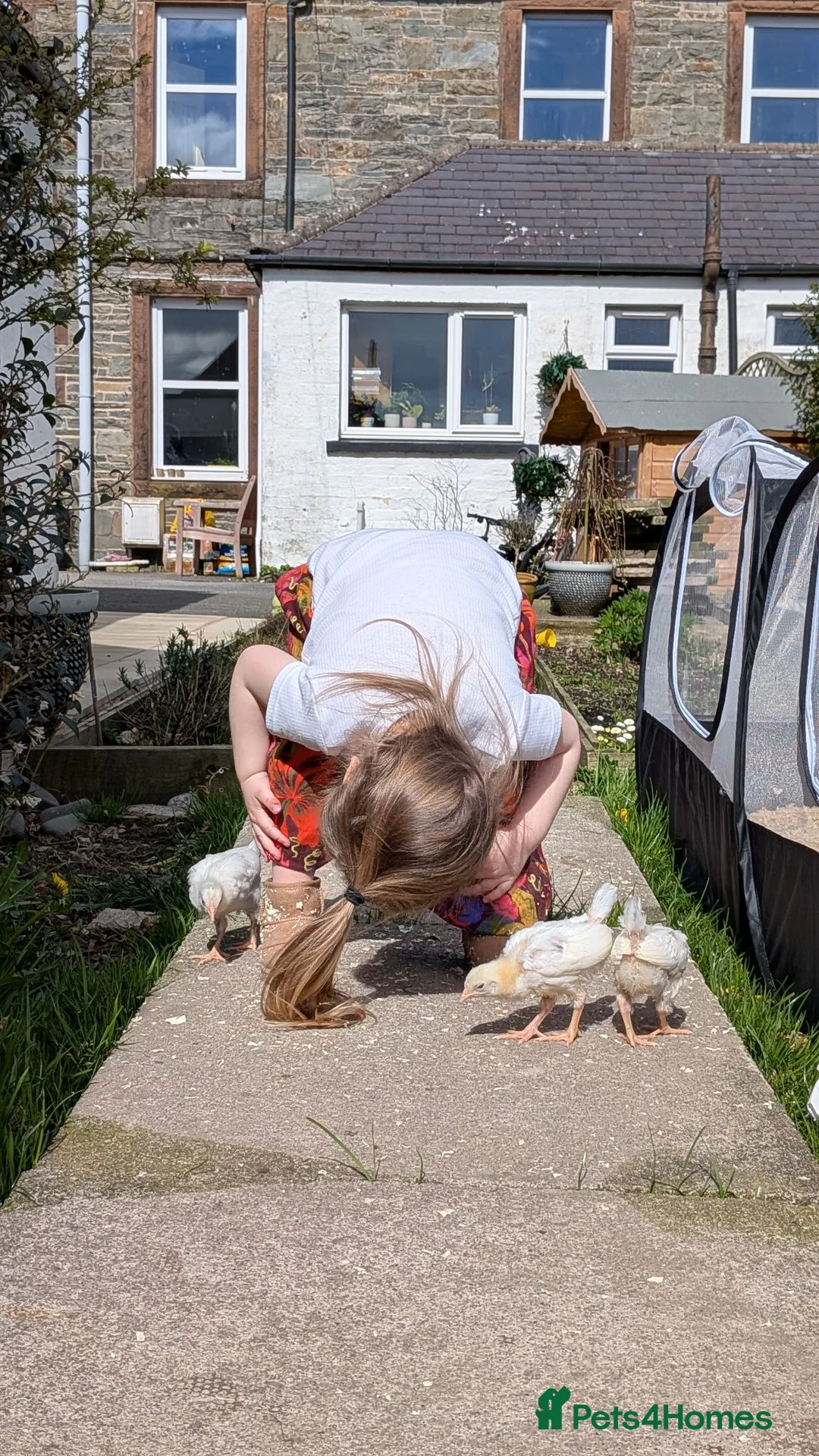 Chickens poultry for sale: White Sussex Male in Castle Douglas - Advert 2