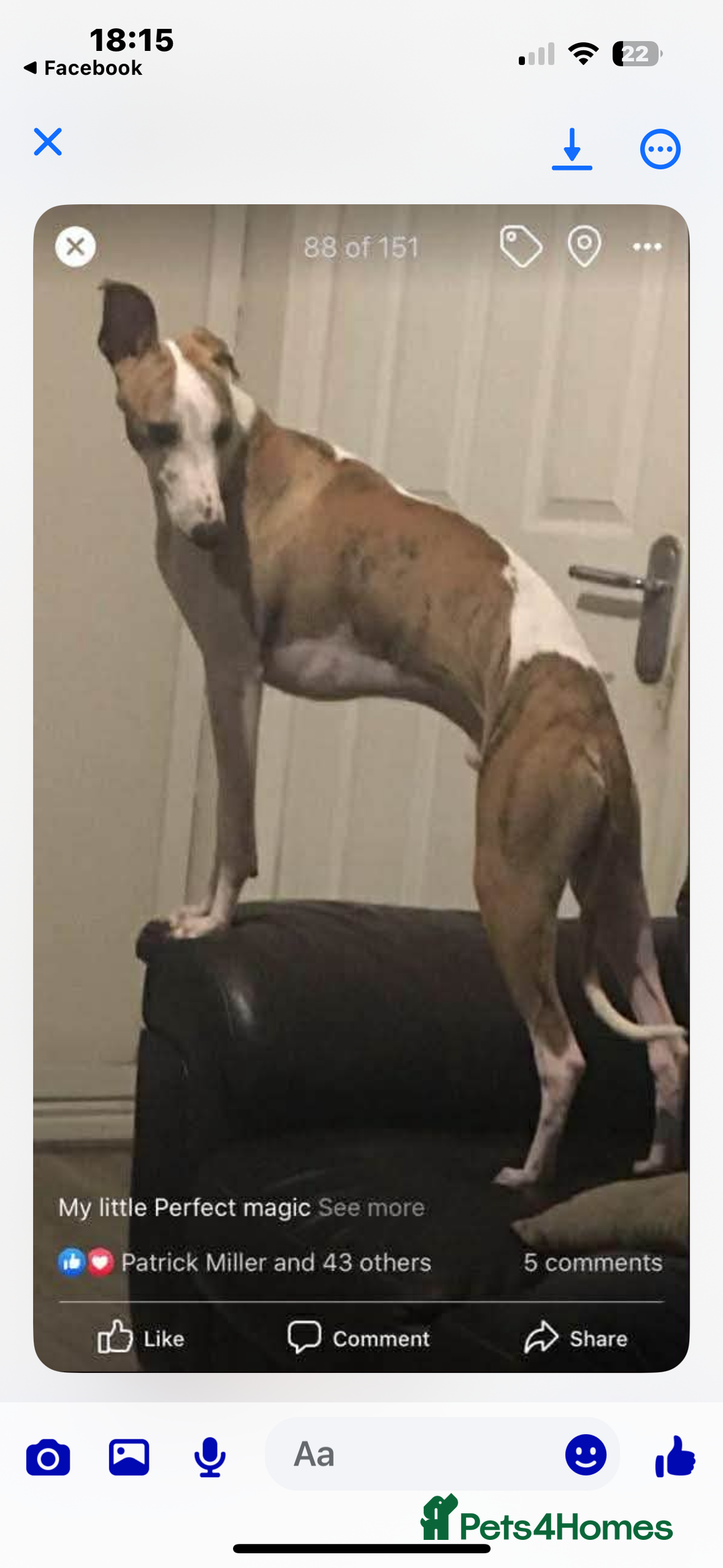 Whippet dogs for sale: whippets  - Advert 9