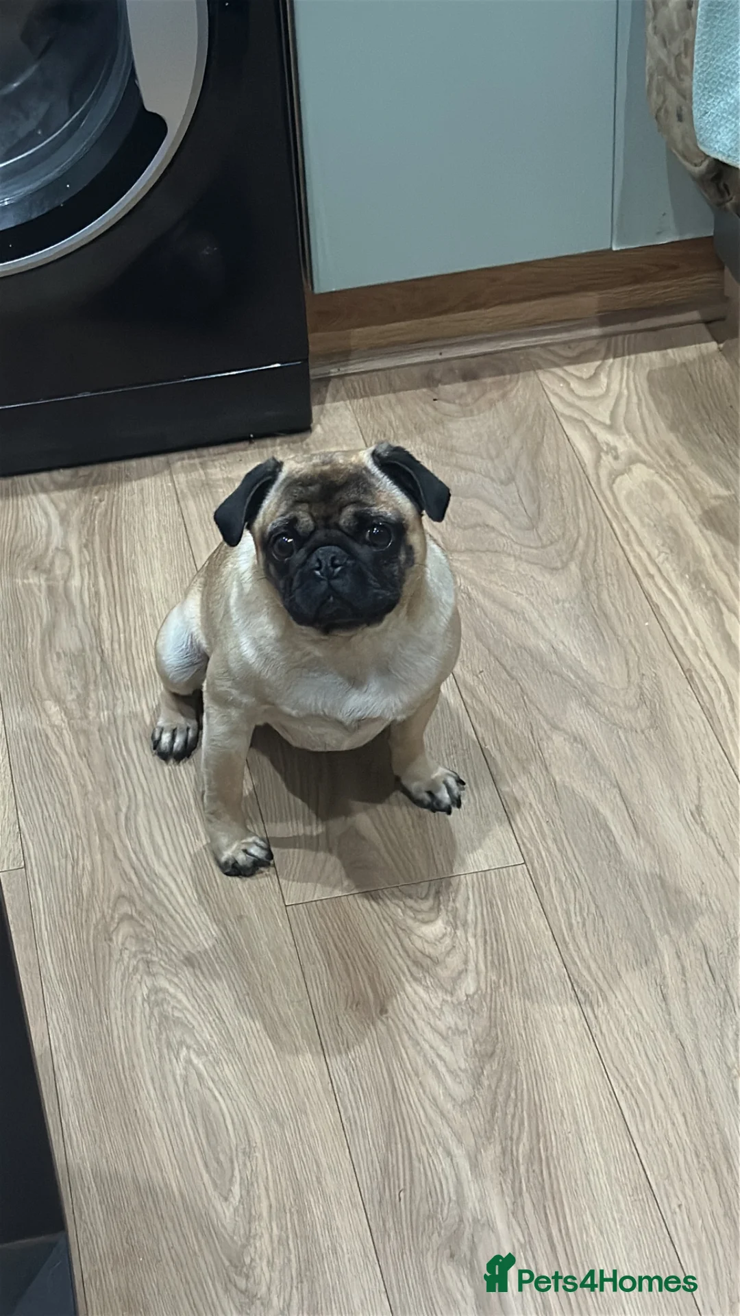 Pug dogs for stud: Pug for stud in Peterborough - Advert 4