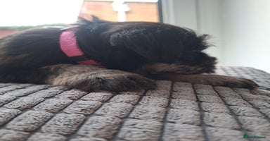 Miniature Schnauzer dogs - Advert 8
