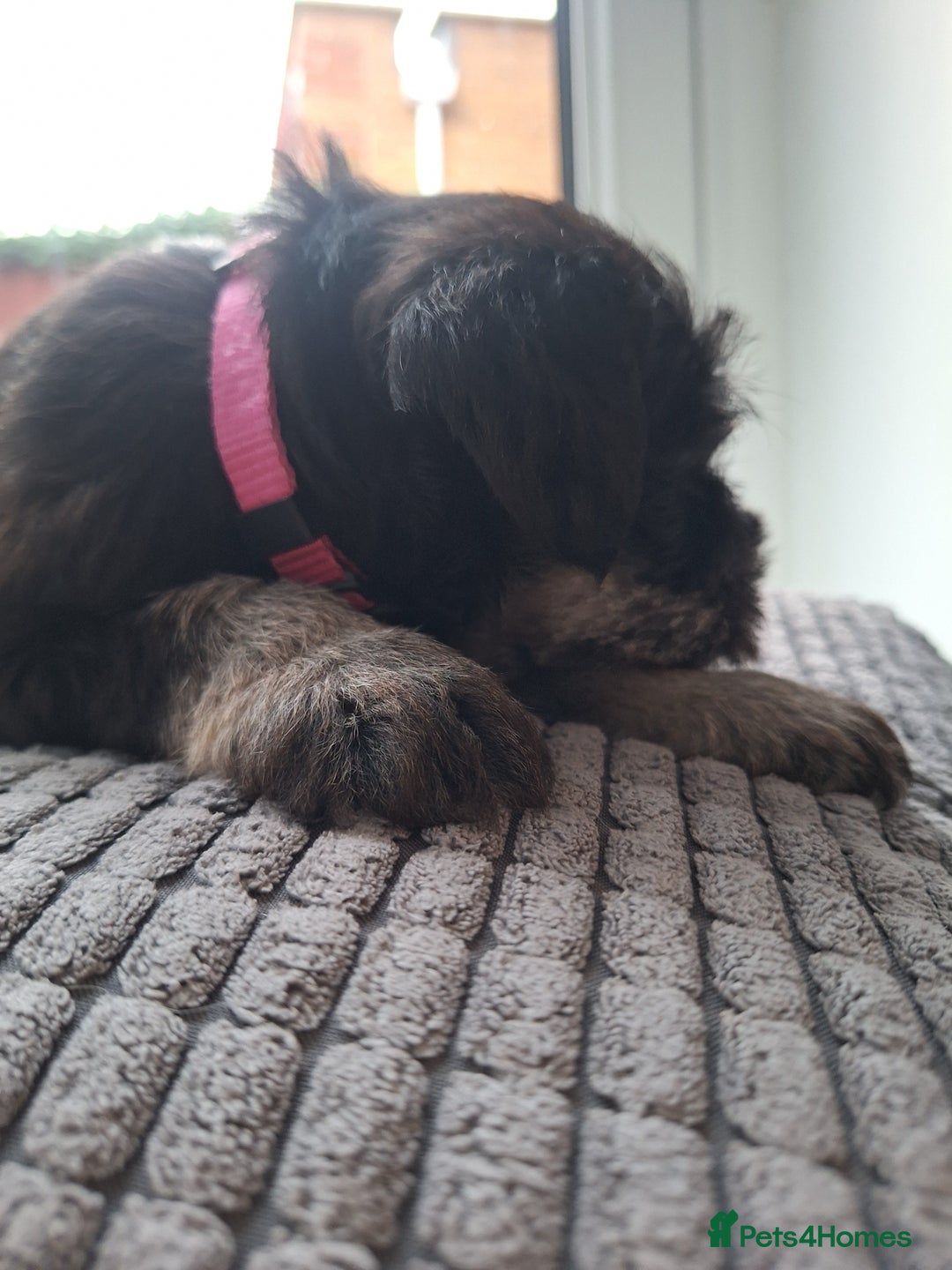 Miniature Schnauzer dogs for sale: 3 adorable miniature schnauzer puppies  - Image 3