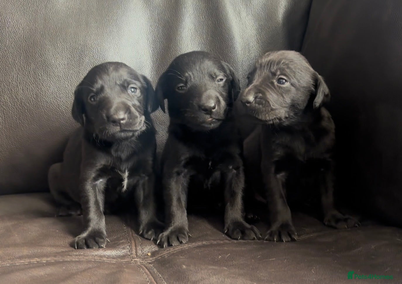 Labrador Retriever dogs  ⭐️ 5* LICENSED BREEDER - KC REGISTERED LABRADORS - Advert 10