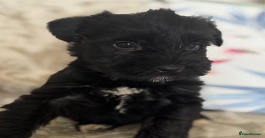 Miniature Schnauzer dogs - Advert 12