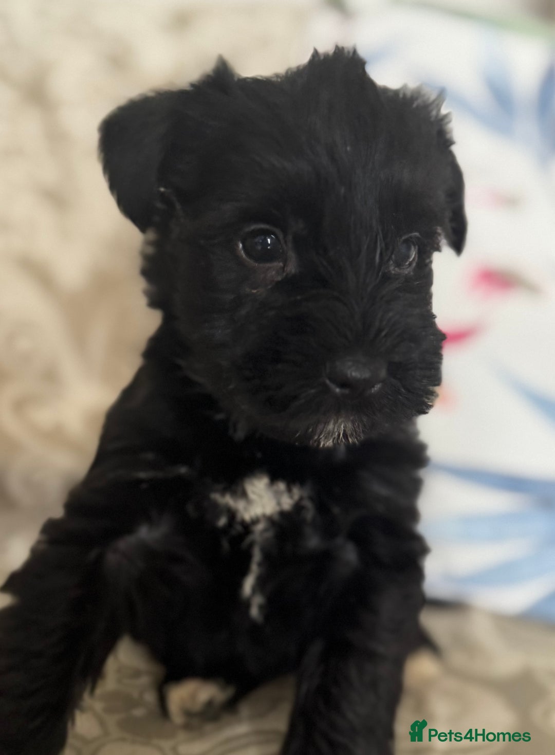 Miniature Schnauzer dogs for sale: Absolutely Stunning Healthy Mini Schnauzers  - Image 3