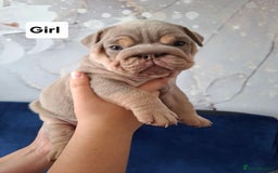 English Bulldog dogs for sale: Beautifull full suit lilac and tan - Image 1